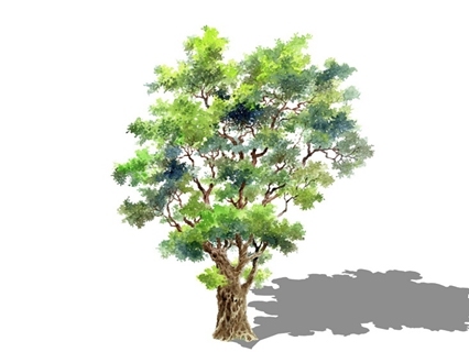 2D水彩风格假菩提树