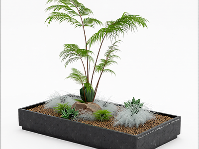 盆栽蕨类植物组合