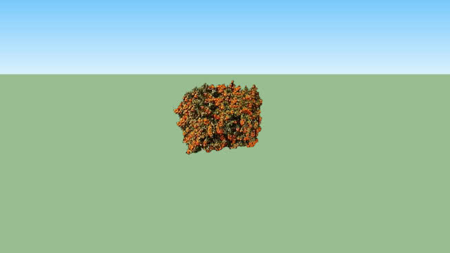 火棘植物面对我 其他 植物 饰品 火柴 灰蝶