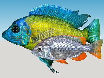 博雷伊·阿马里洛 （Copadichromis-Borleyi）