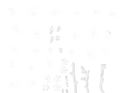 高光