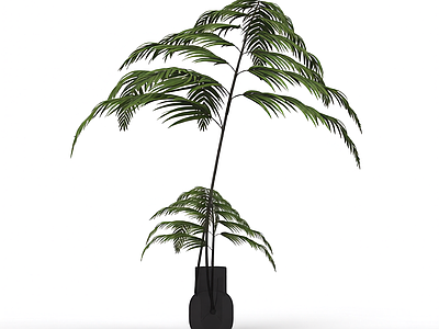 带盆绿色蕨类植物