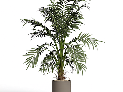 盆栽棕榈植物