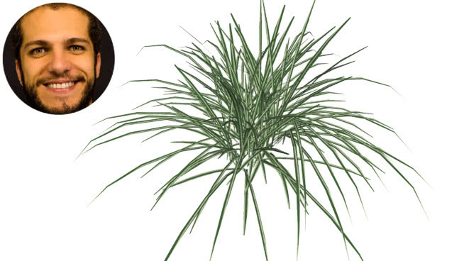 石菖蒲草甜旗叶rumphianus pusillus） 画 其他 烟花 饰品