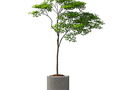 盆栽植物装饰