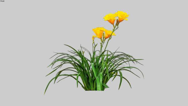 黄花菜cutout二维黄金星 花 其他 画