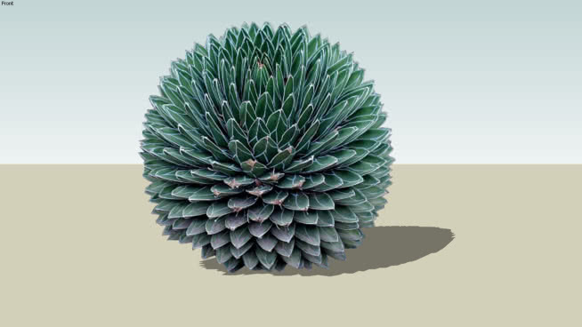 龙舌兰 植物 其他 刺棘蓟 洋蓟 家居物品