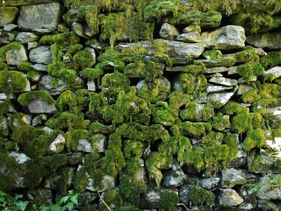 苔藓