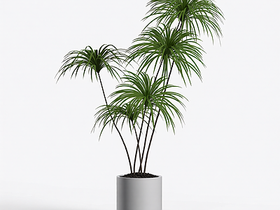 盆栽植物组合
