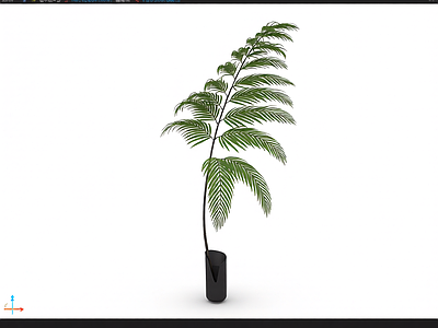 盆栽蕨类植物