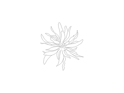 花 备用植物图例