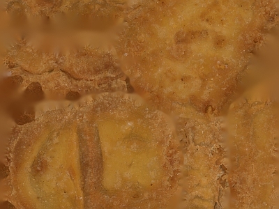 洞石