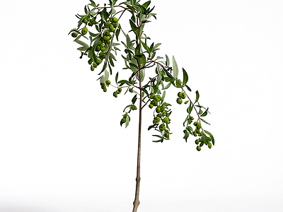 橄榄枝植物模型