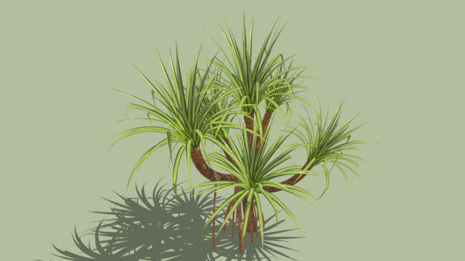 三维斑状潘朵斯 植物 其他 迷雾