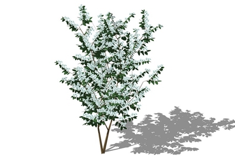 地被植物