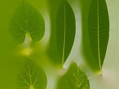 绿植墙