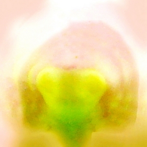 花瓣