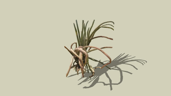 章鱼仙人掌 其他 画 狼蜘蛛 家居物品