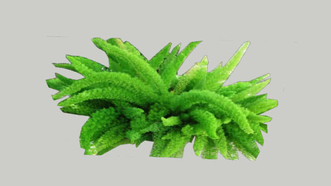 狐尾蕨 其他 蔬菜 花