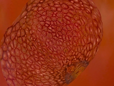 洞石