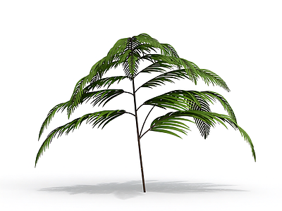 绿色蕨类植物模型