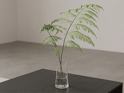 装饰绿植草本植物