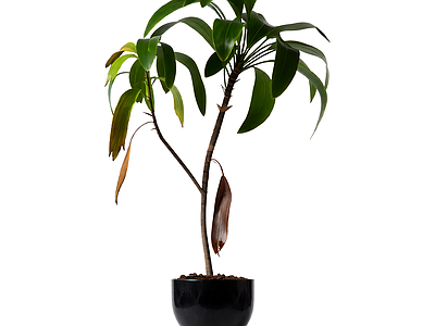 盆栽植物带花盆