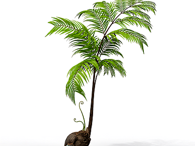 带盆蕨类植物模型