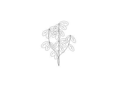 组团植物平立面图 大叶伞立