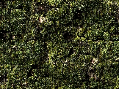 绿植墙