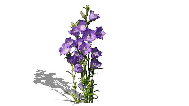 风铃草 其他 花 植物 画 花瓶