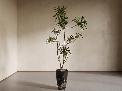 造型绿植盆栽