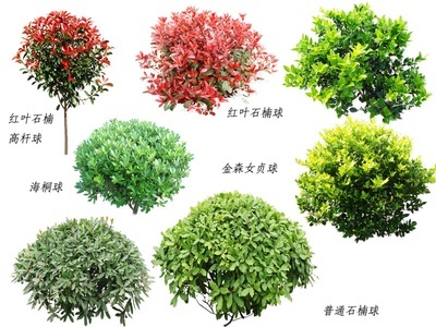 植物 树 免抠psd 树干