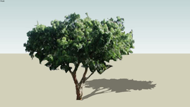 植物二维 植物 其他 湖 画 西兰花