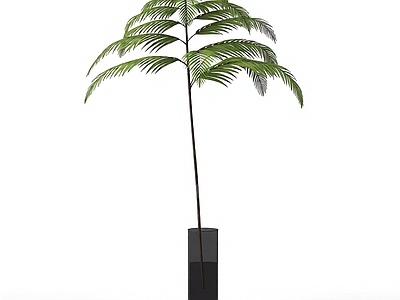带盆蕨类盆栽
