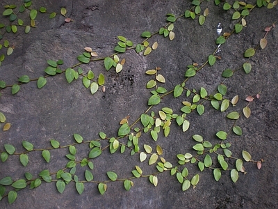 绿植墙