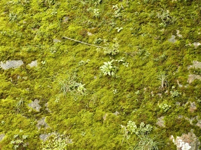苔藓