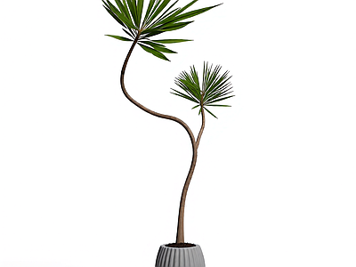 盆栽植物装饰