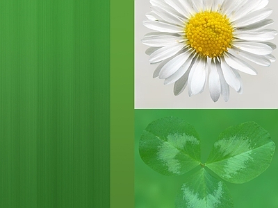 花朵纹理