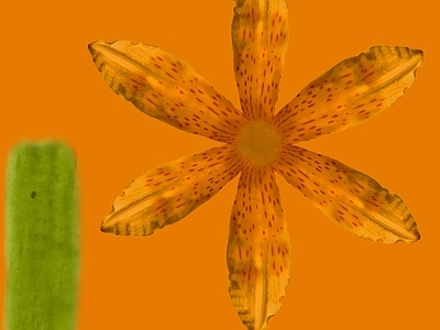 花朵纹理
