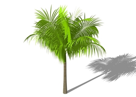 3D棕榈科植物