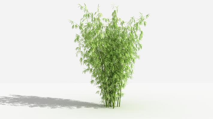 中式竹子 灌木 树 植物 花 草 植物 园林 小区植物