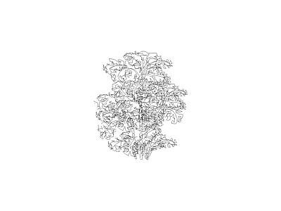 灌木种植 园林常见植物品种图例及说明