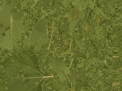 绿植墙