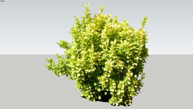 barberry 2 植物 其他 油菜花田 花 草地