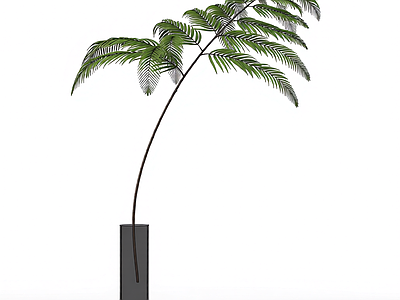 带瓶蕨类盆栽