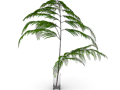 盆栽蕨类植物