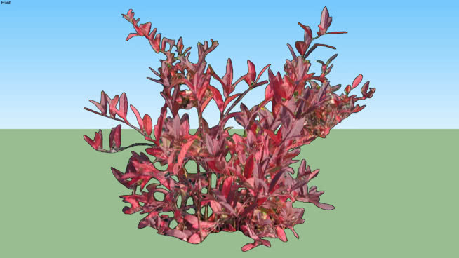 伊塔（秋季） 植物 花 蜂鸟 其他 画