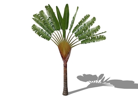 3D棕榈科植物