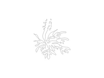 灌木种植 植物图例